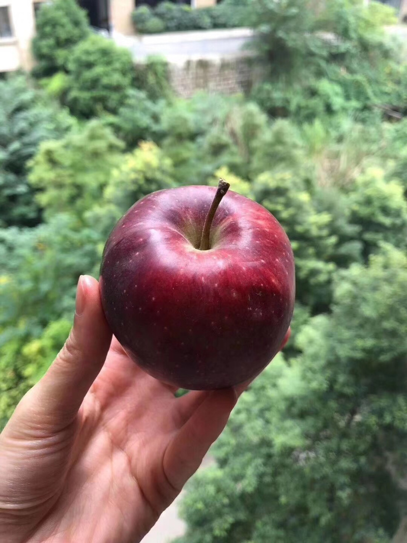 甘肃花牛苹果一件代发无痕发货