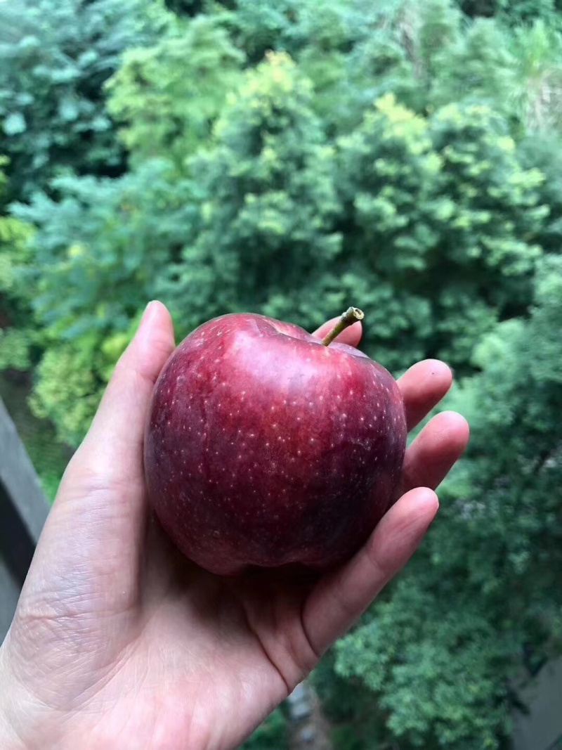甘肃花牛苹果一件代发无痕发货