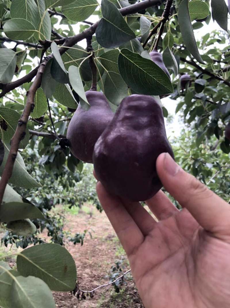 河南红皮梨一件代发无痕发货