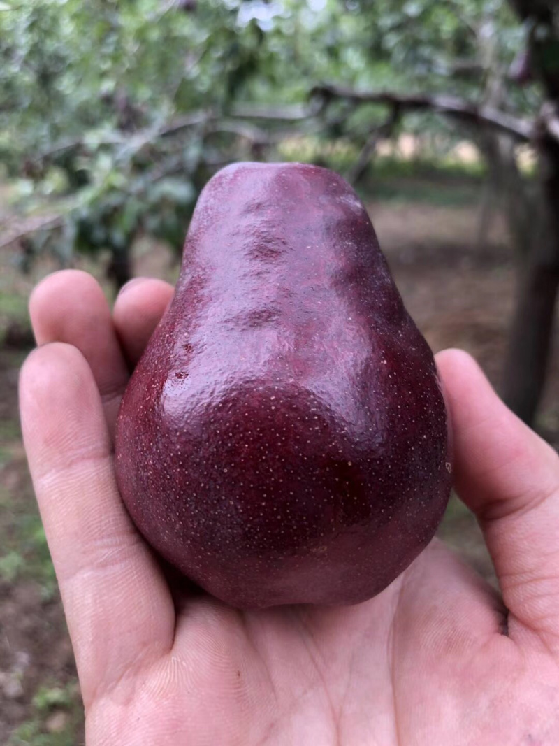 河南红皮梨一件代发无痕发货