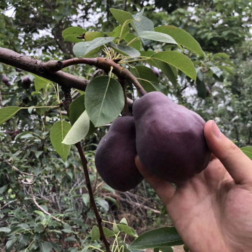 河南红皮梨一件代发无痕发货