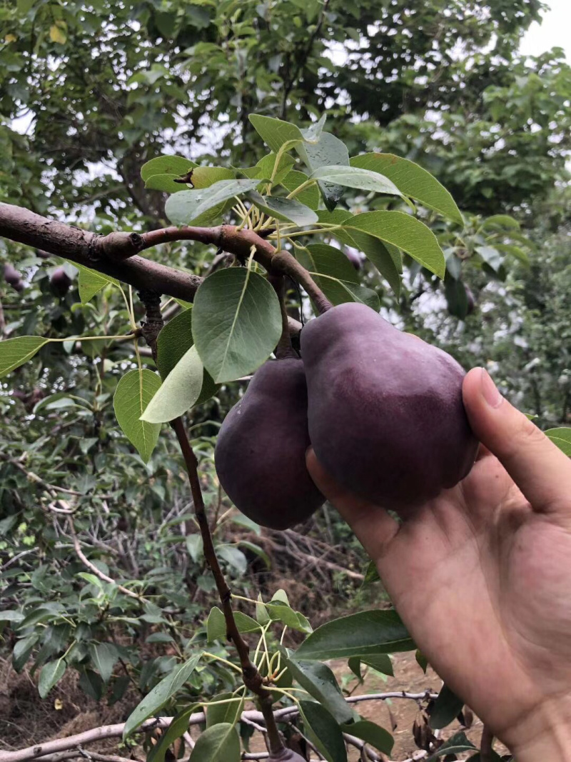 河南红皮梨一件代发无痕发货
