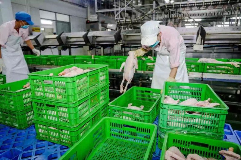 广州鸭肉批发，质优价廉，工厂加工现杀现卖