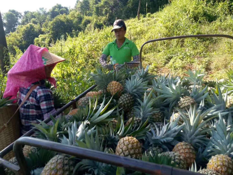 海南金钻凤梨一件代发无痕发货