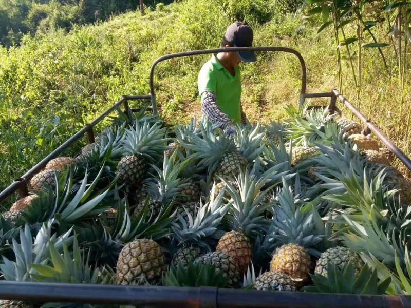 海南金钻凤梨一件代发无痕发货