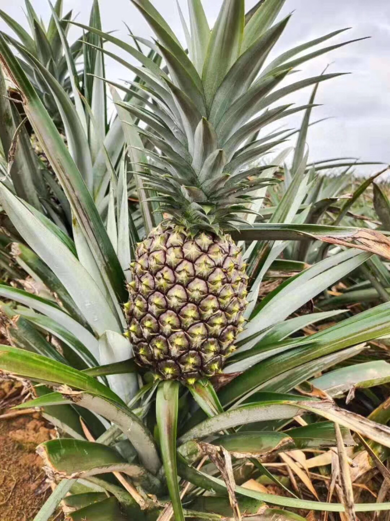 海南金钻凤梨一件代发无痕发货