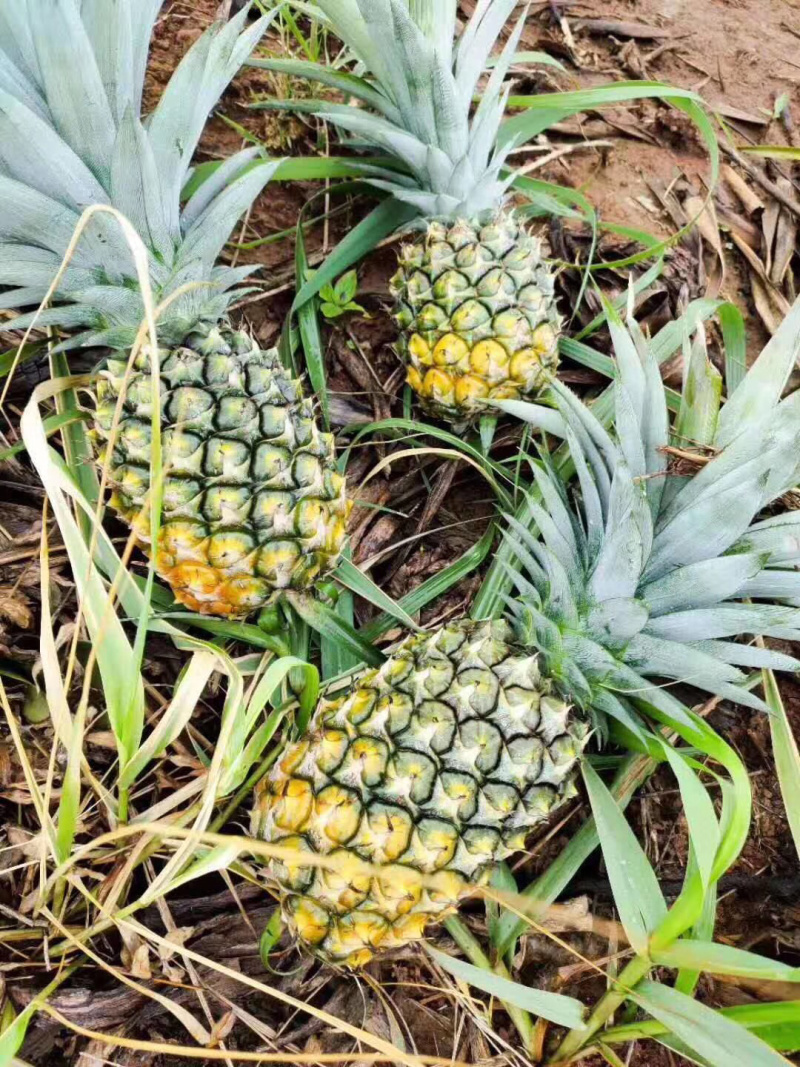 海南金钻凤梨一件代发无痕发货