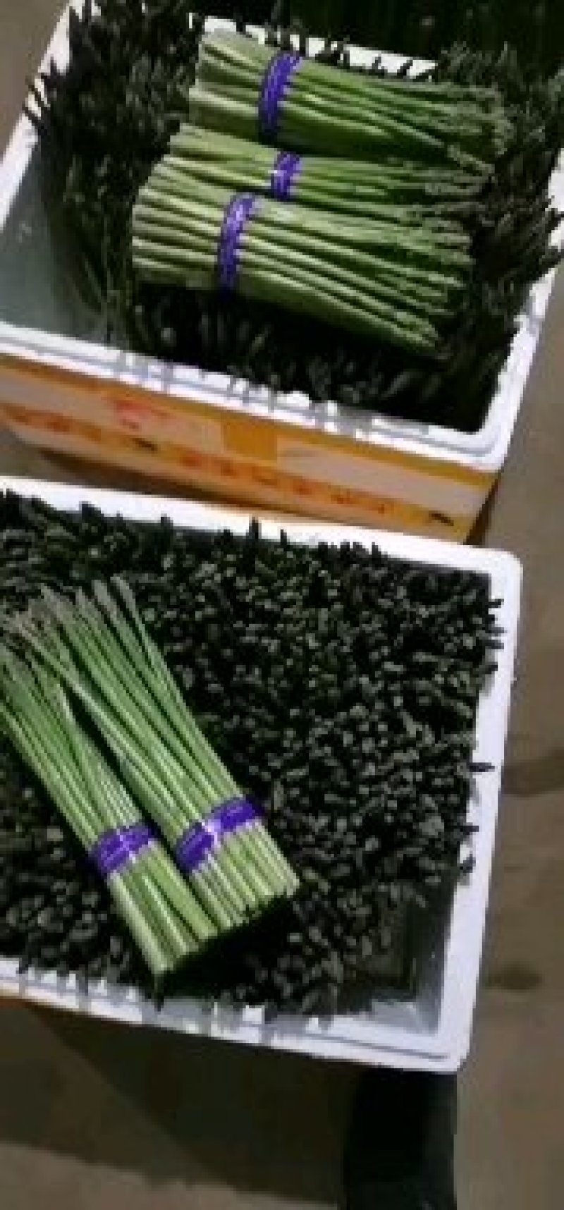 芦笋产地批发