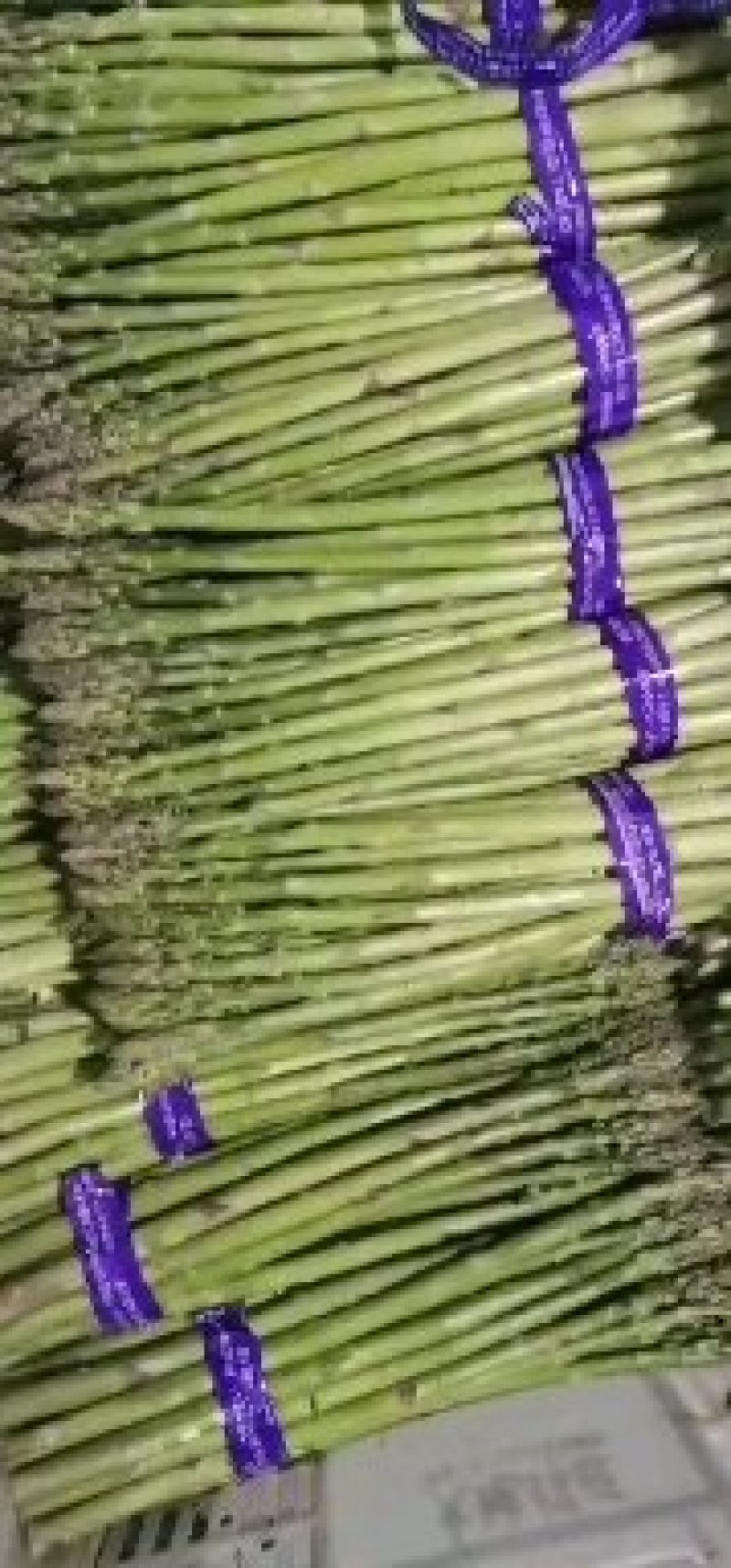 芦笋产地批发