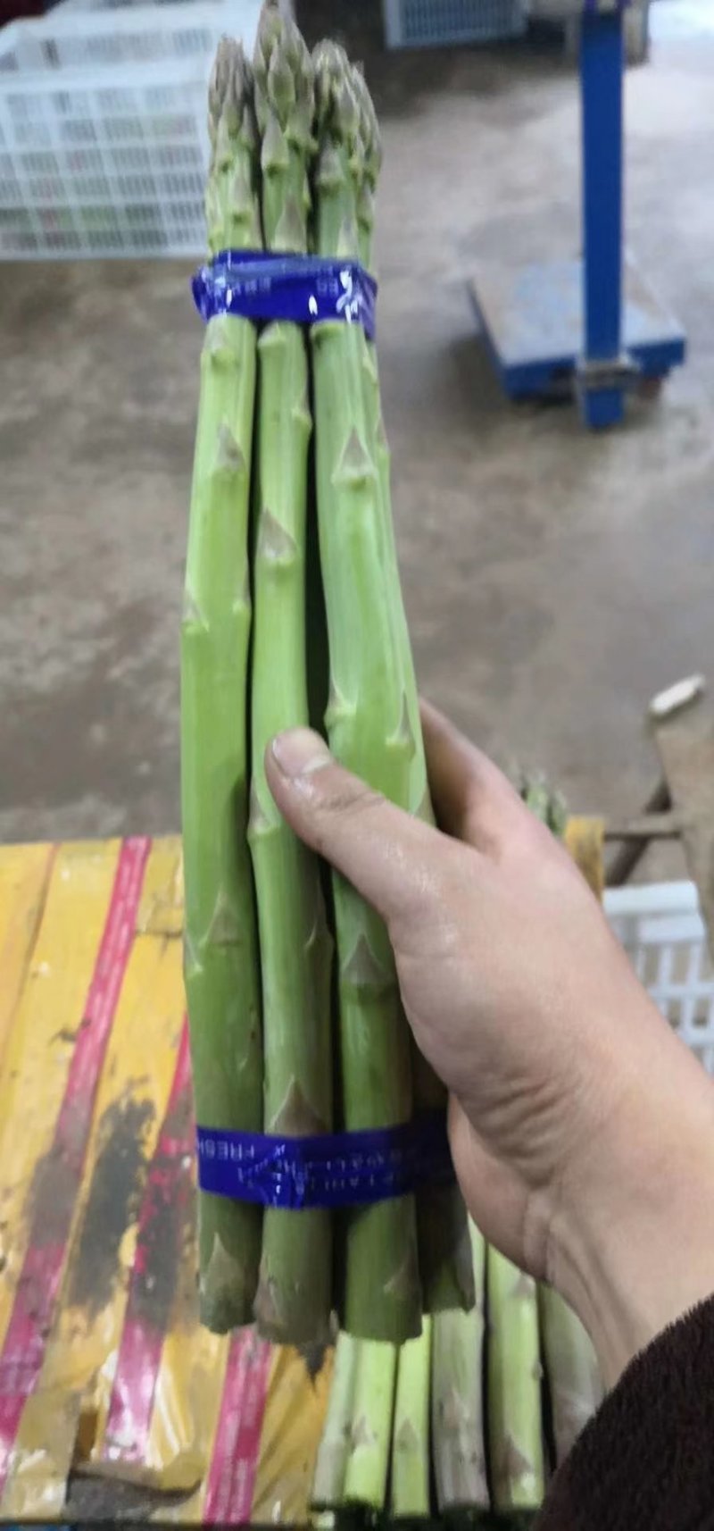 芦笋产地批发