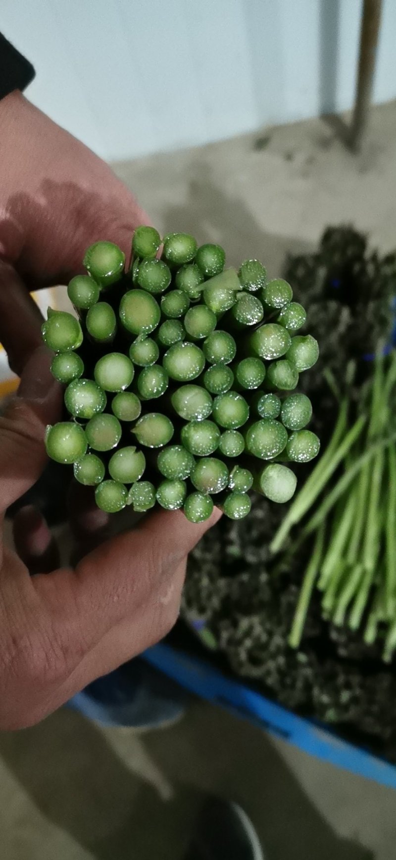 芦笋产地批发