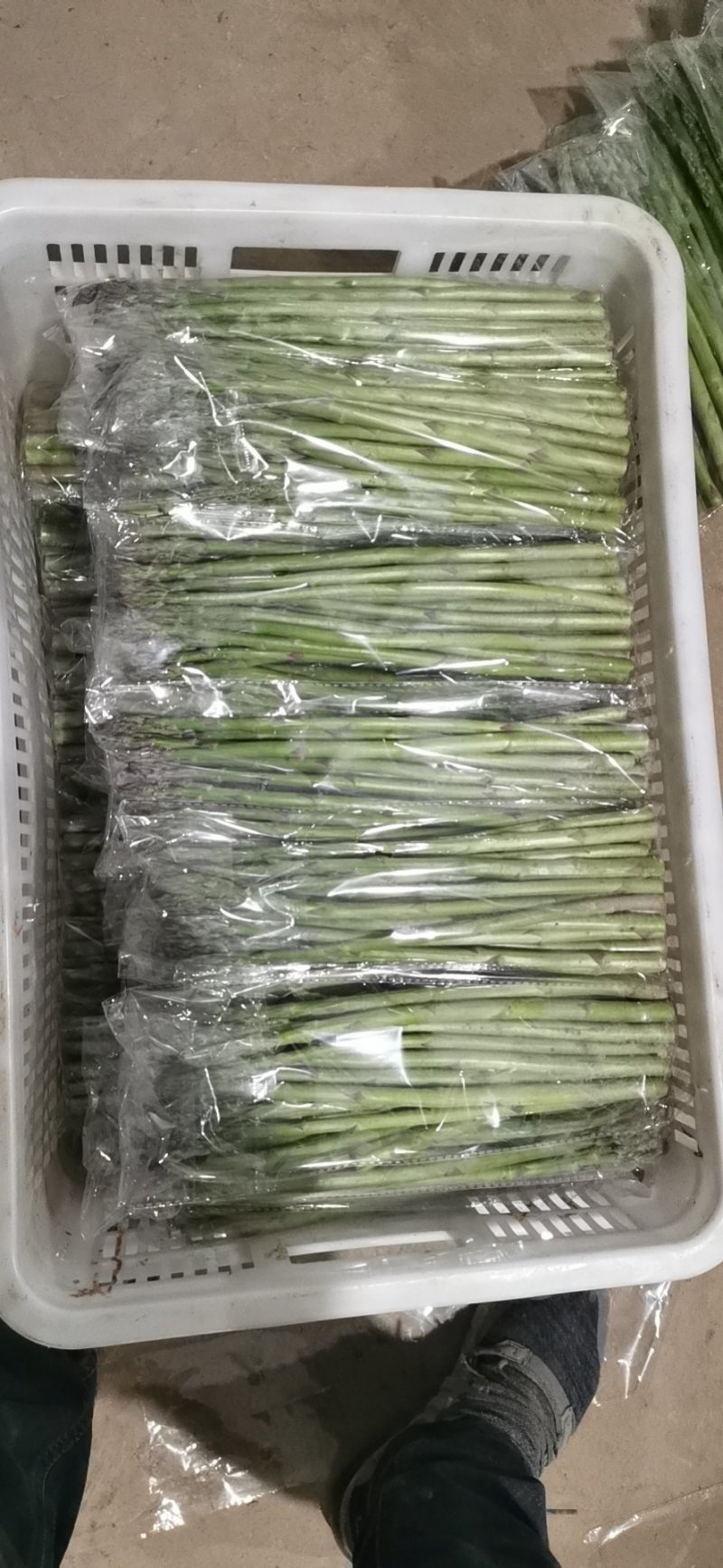 芦笋产地批发