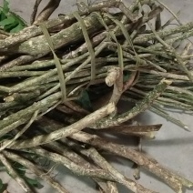 新鲜赤苍藤药材