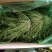 精品苦菊批发苦菊大量上市高端品质货量巨大日供万斤以上