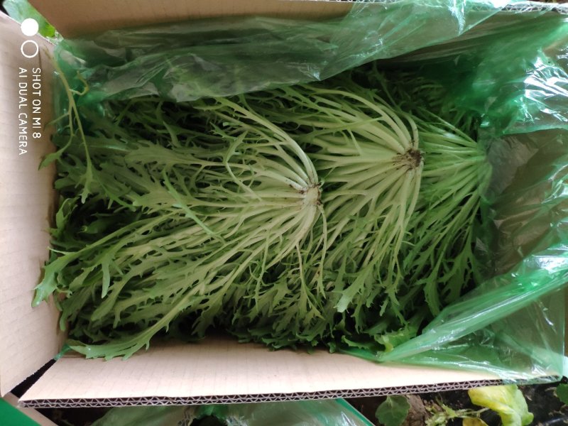 精品苦菊批发苦菊大量上市高端品质货量巨大日供万斤以上