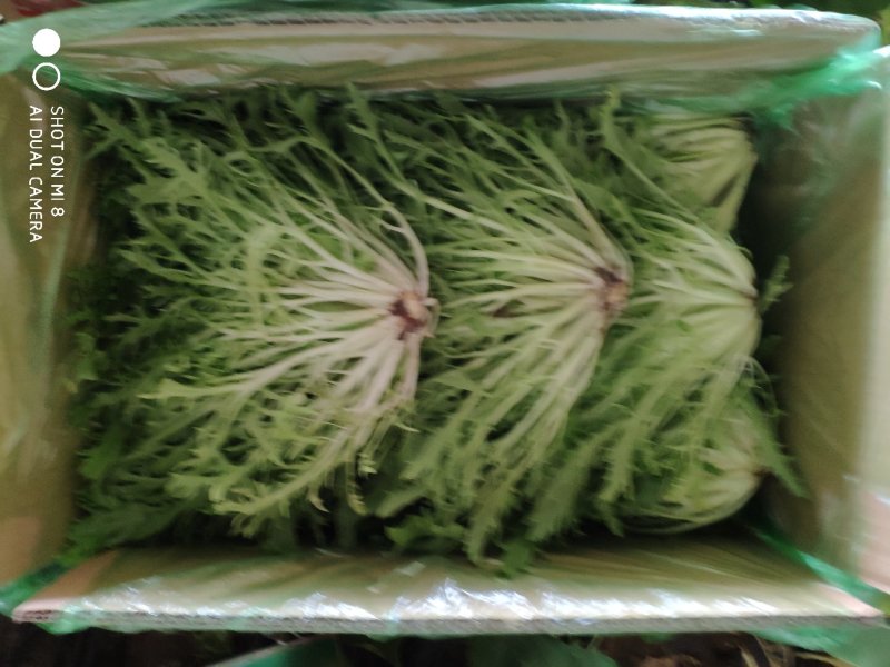 精品苦菊批发苦菊大量上市高端品质货量巨大日供万斤以上