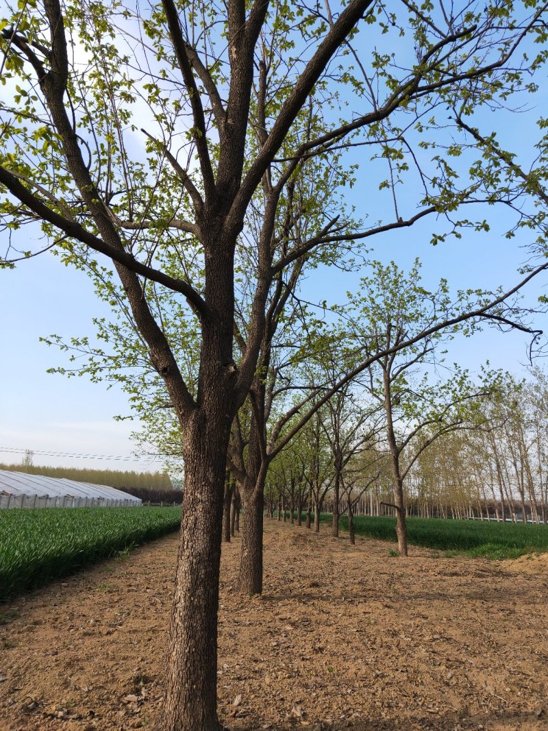 柿子树