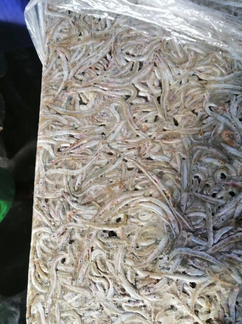 银鱼、小银鱼、饲料鱼、海鱼