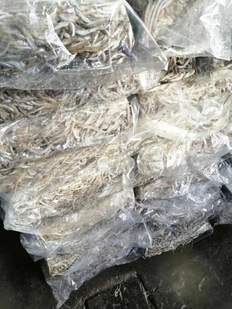 银鱼、小银鱼、饲料鱼、海鱼