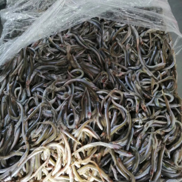 银鱼、小银鱼、饲料鱼、海鱼