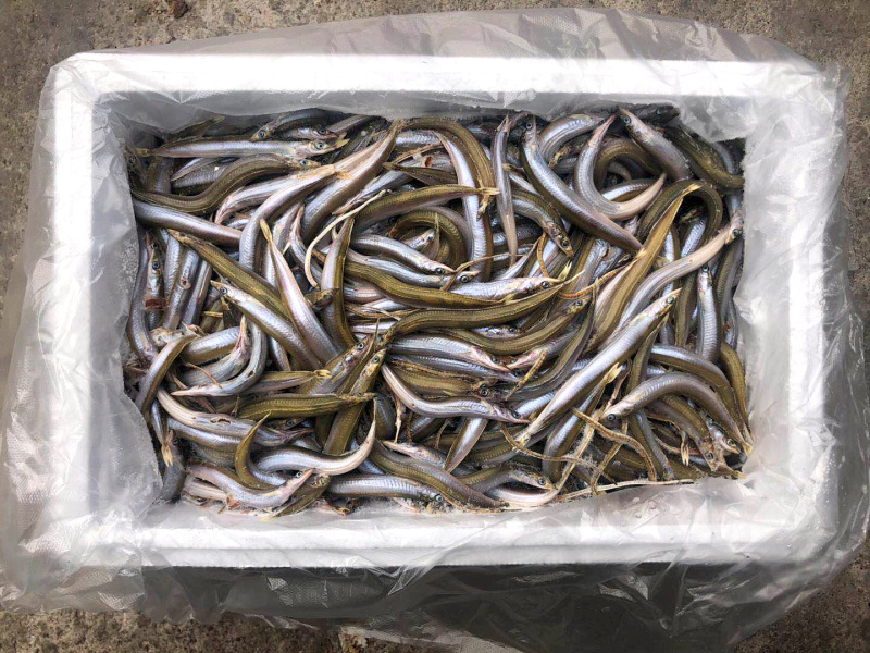 银鱼、小银鱼、饲料鱼、海鱼