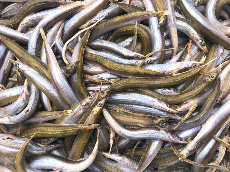 银鱼、小银鱼、饲料鱼、海鱼