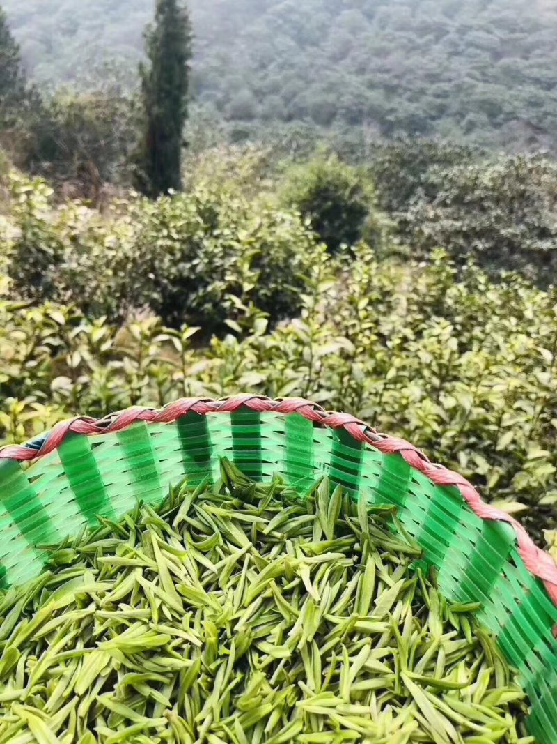 东山碧螺春绿茶、红茶