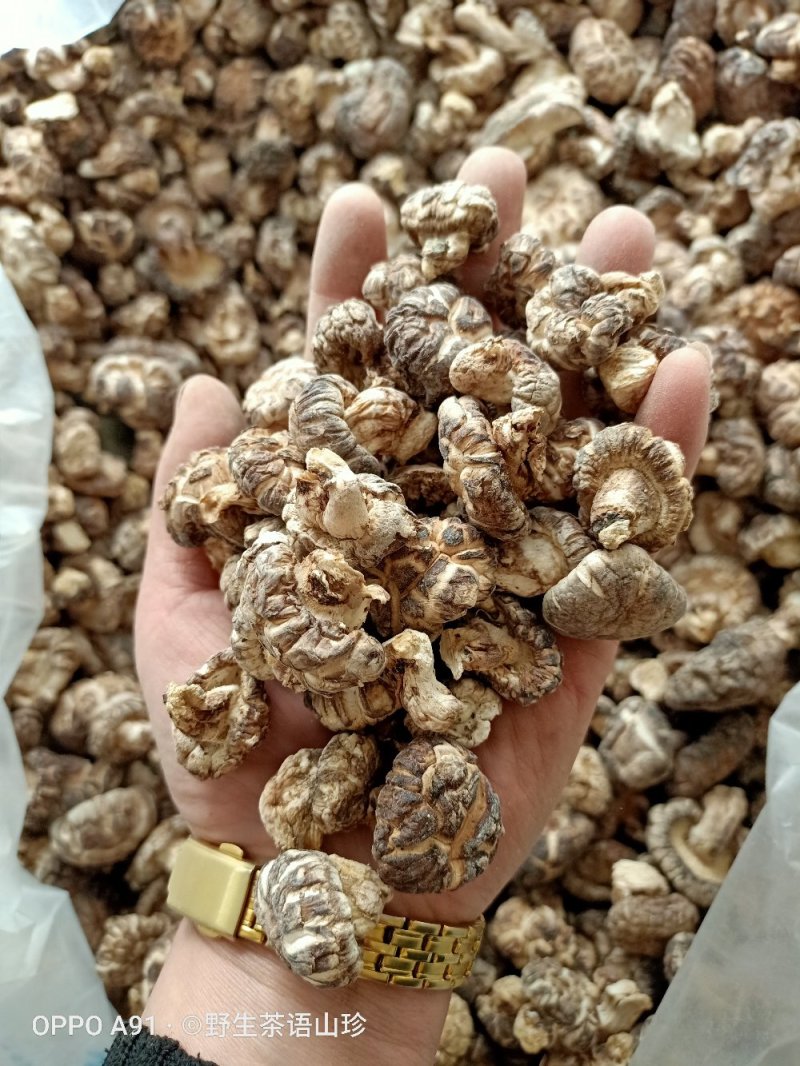 今年新货上市的桦梨树小花菇香菇椴木肉菇，新鲜干货