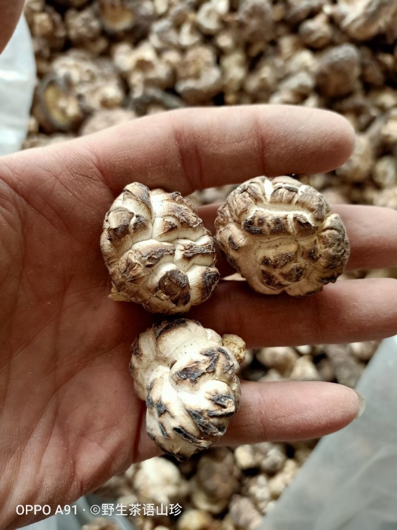 今年新货上市的桦梨树小花菇香菇椴木肉菇，新鲜干货