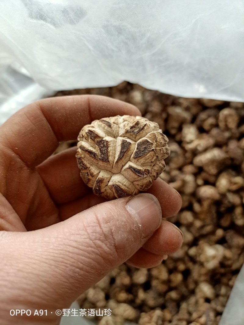 今年新货上市的桦梨树小花菇香菇椴木肉菇，新鲜干货