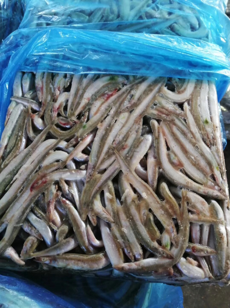 银鱼（黑鱼、龟、貂、各种养殖高蛋白饲料）