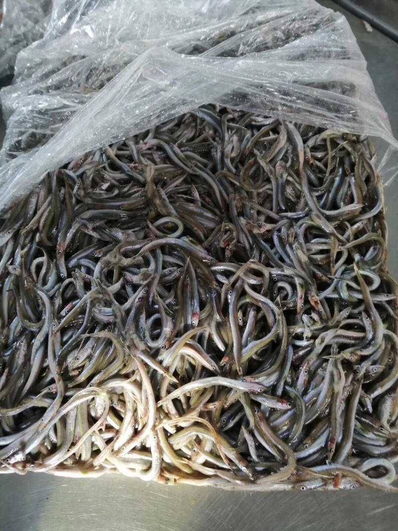 银鱼（黑鱼、龟、貂、各种养殖高蛋白饲料）