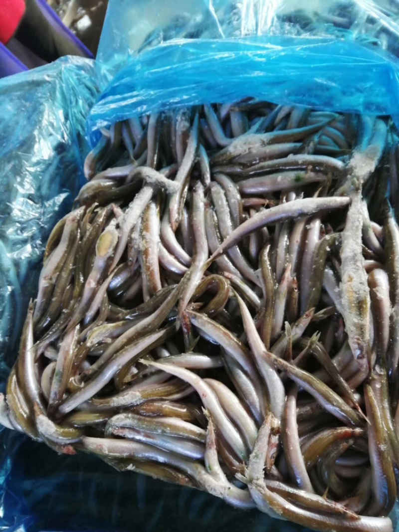 银鱼（黑鱼、龟、貂、各种养殖高蛋白饲料）