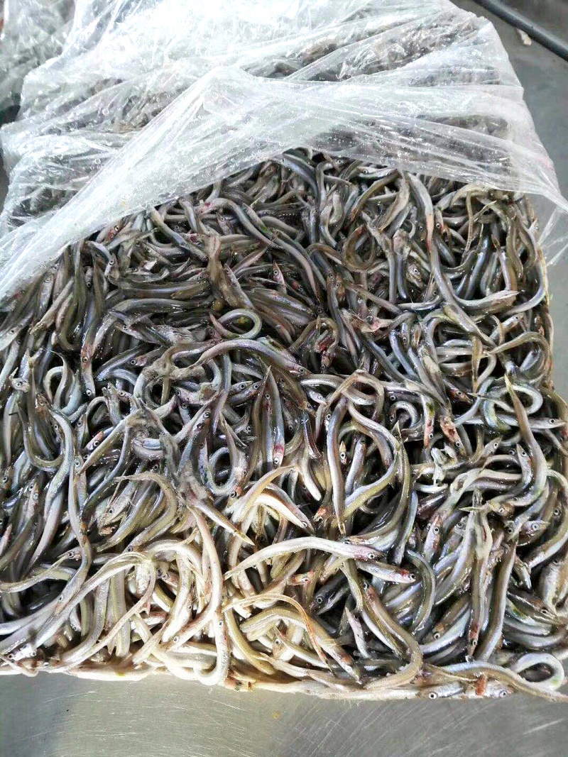 银鱼（黑鱼、龟、貂、各种养殖高蛋白饲料）
