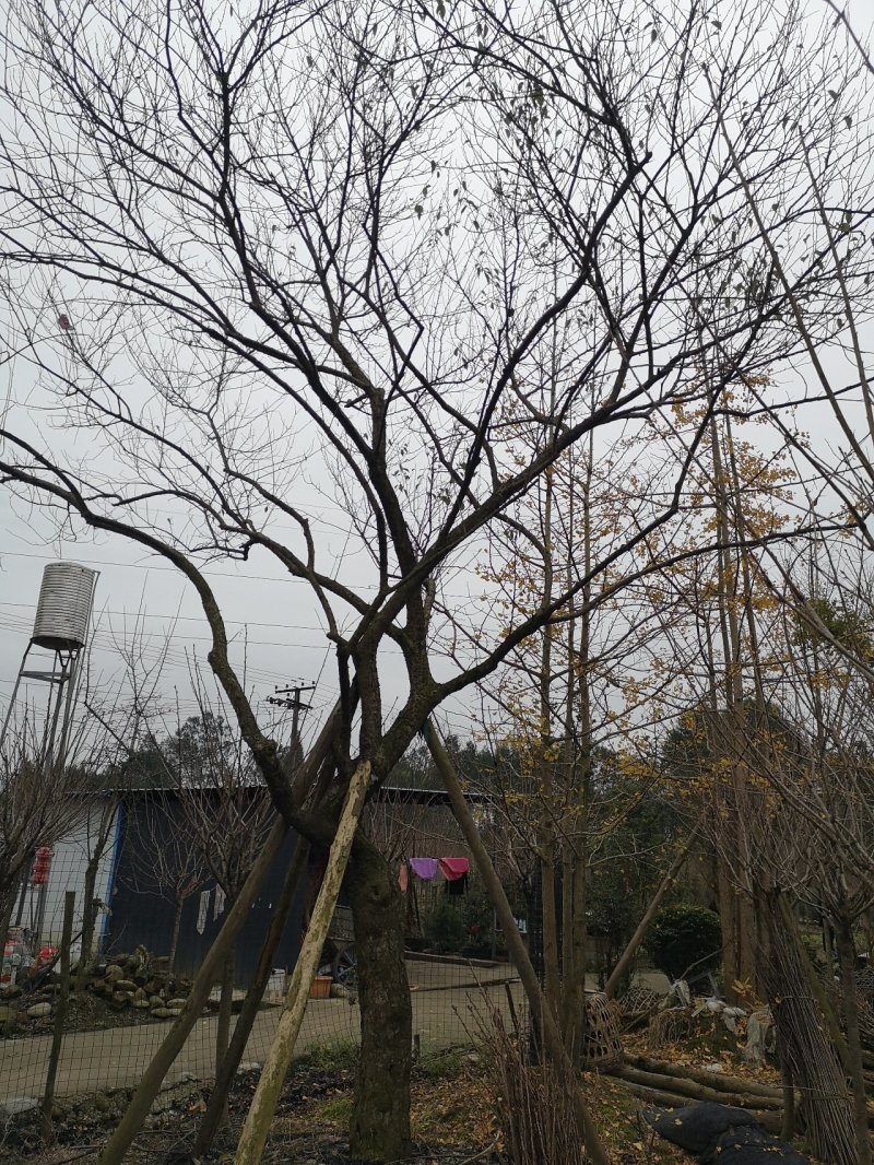 原生骨里红梅花5---20cm嫁接原生都有，开园出售