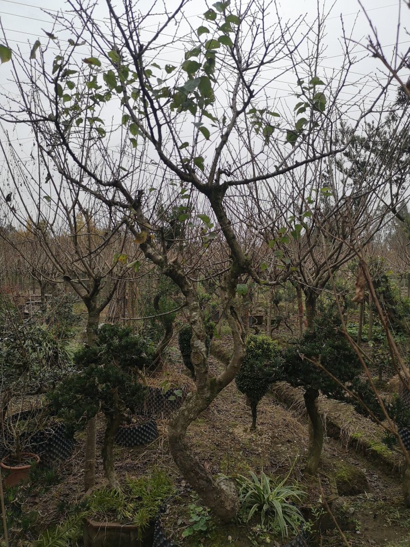 原生骨里红梅花5---20cm嫁接原生都有，开园出售