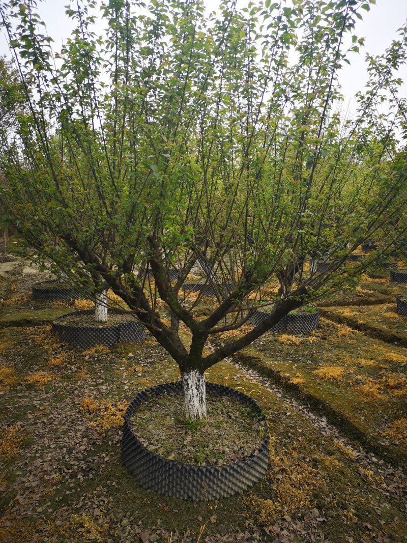 原生骨里红梅花5---20cm嫁接原生都有，开园出售