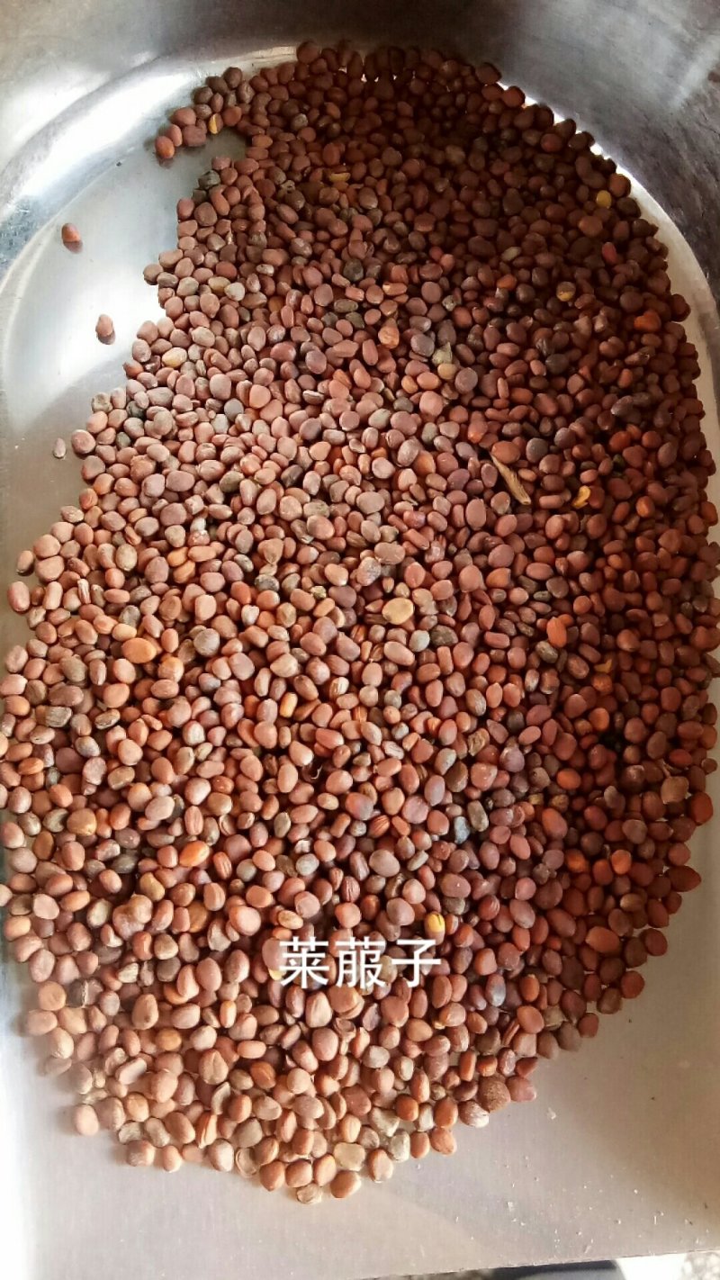 莱菔子炒莱菔子萝卜子无硫干货无杂质净货中药材