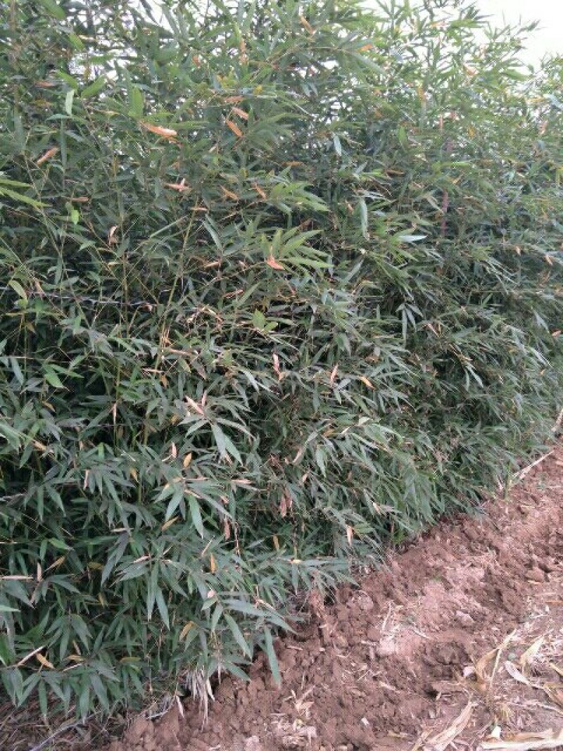 出售早园竹