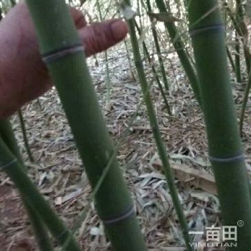 出售早园竹