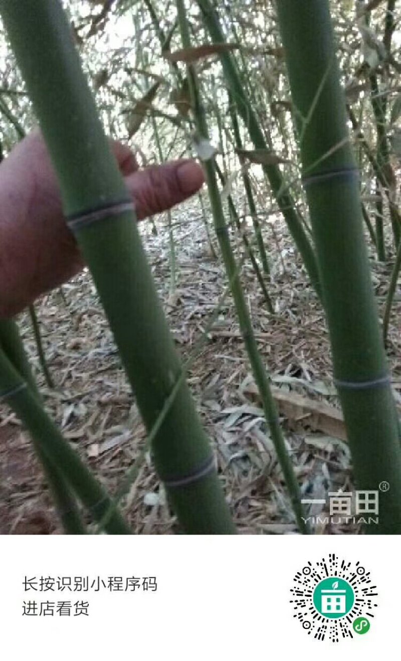出售早园竹