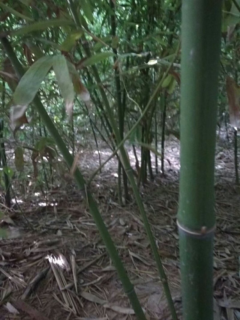 出售早园竹