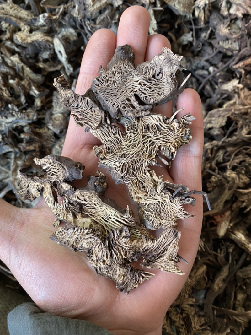 升麻东北货产地直销量大从优各种规格中药材