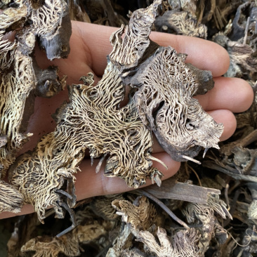 升麻东北货产地直销量大从优各种规格中药材