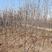 长春地区紫叶稠李树苗5万，高度150-260公分，欢迎选购