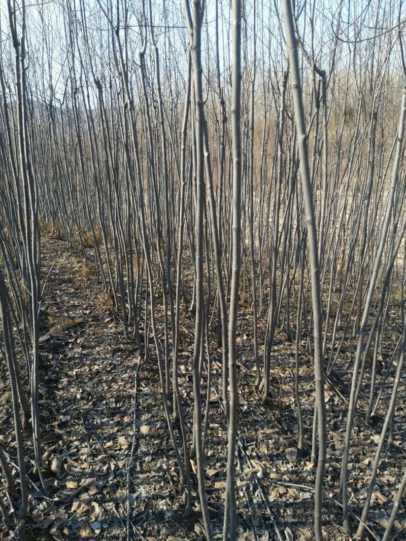 紫叶稠李树苗5万，高度150-260公分，欢迎选