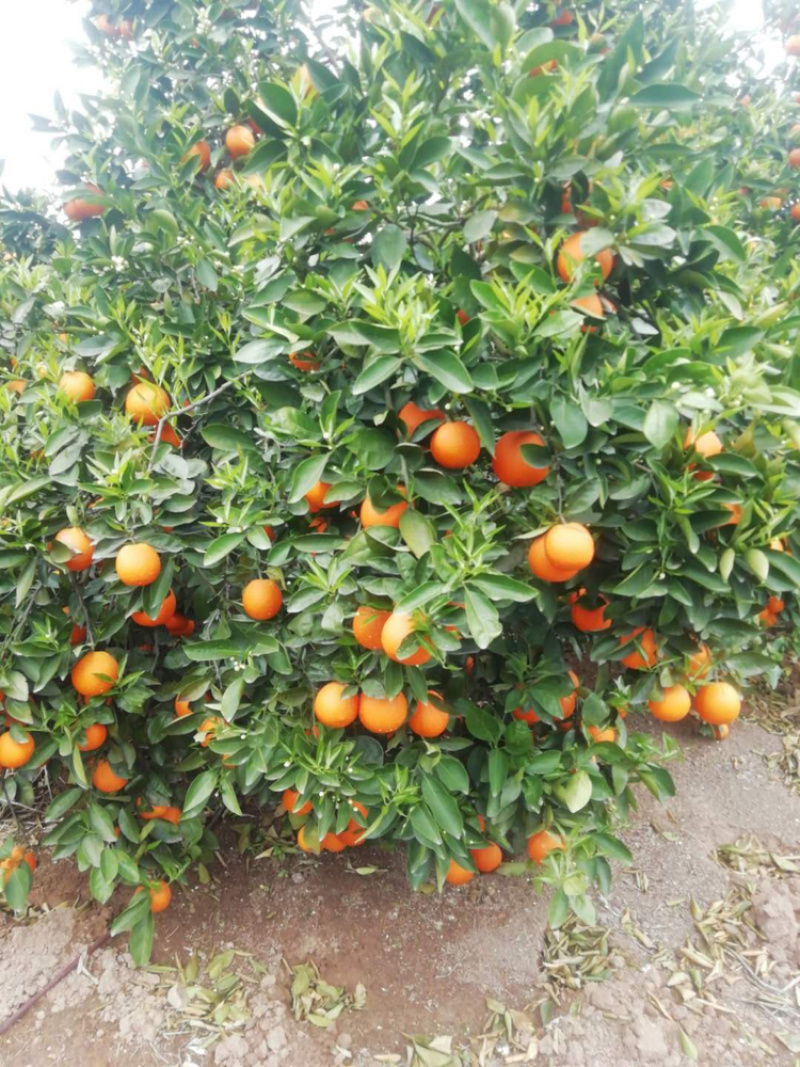 奉节脐橙