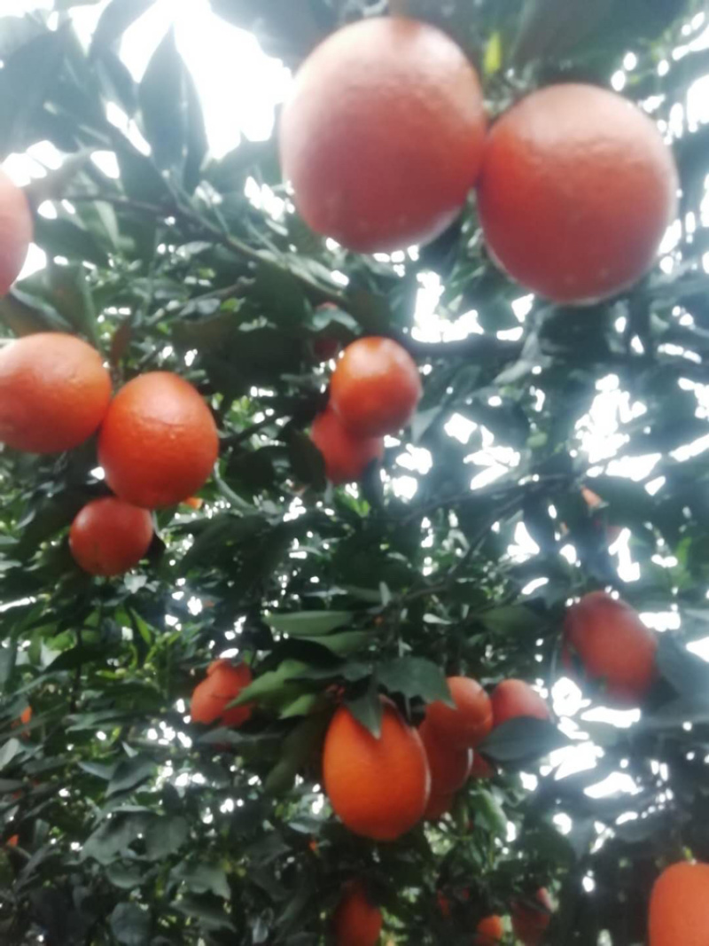 奉节脐橙