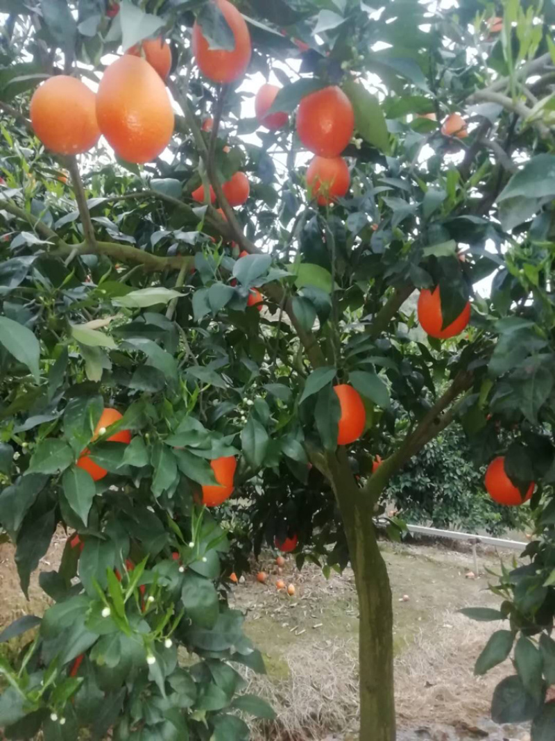 奉节脐橙