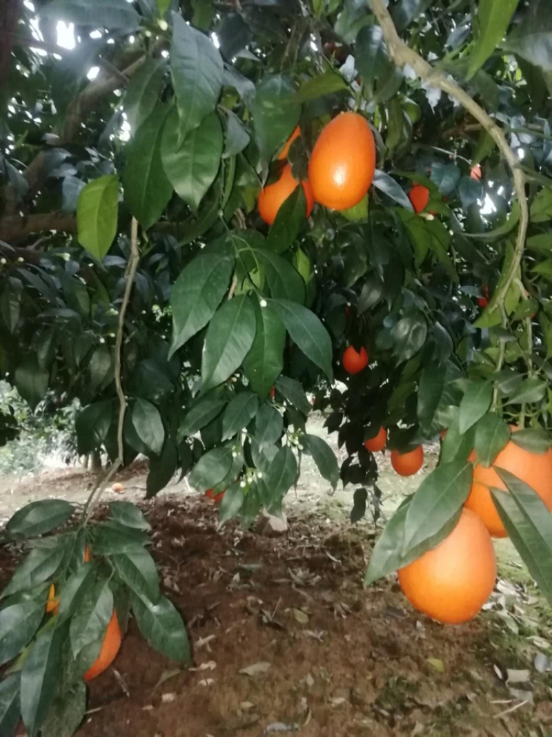 奉节脐橙